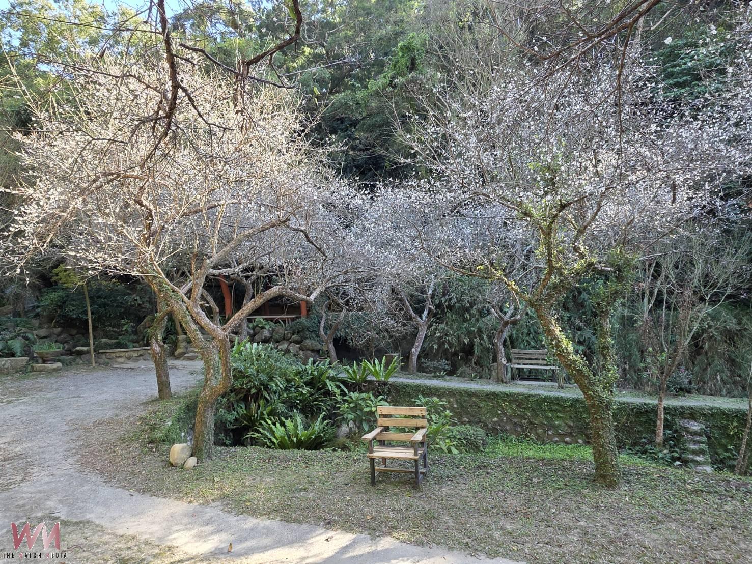 探賞冬梅秘境!華陶窯梅花搶先綻放 邀民眾覓梅、賞陶、梅樹下品茶香 - https://www.watchmedia01.com