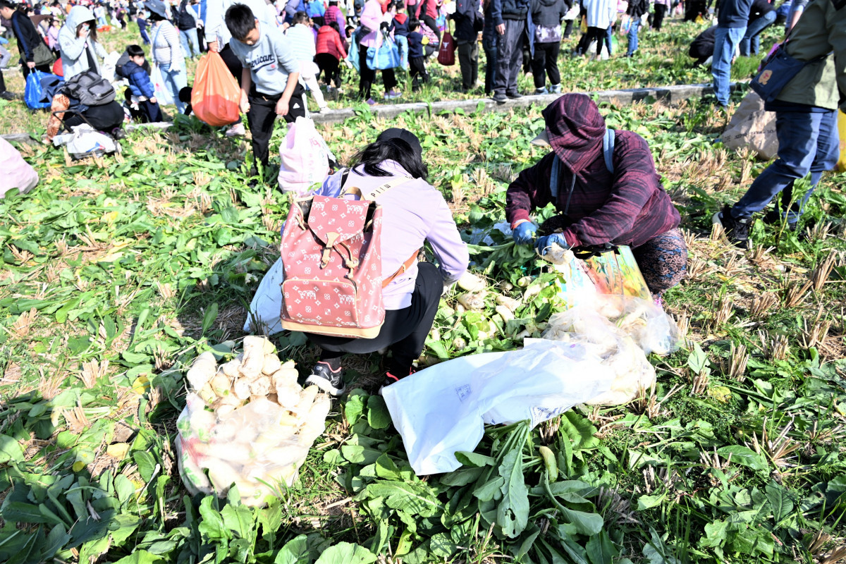 從產地到餐桌，芬園「白寶玉出土記」秒殺登場，吸引近6千人參與。圖／彰化縣政府提供