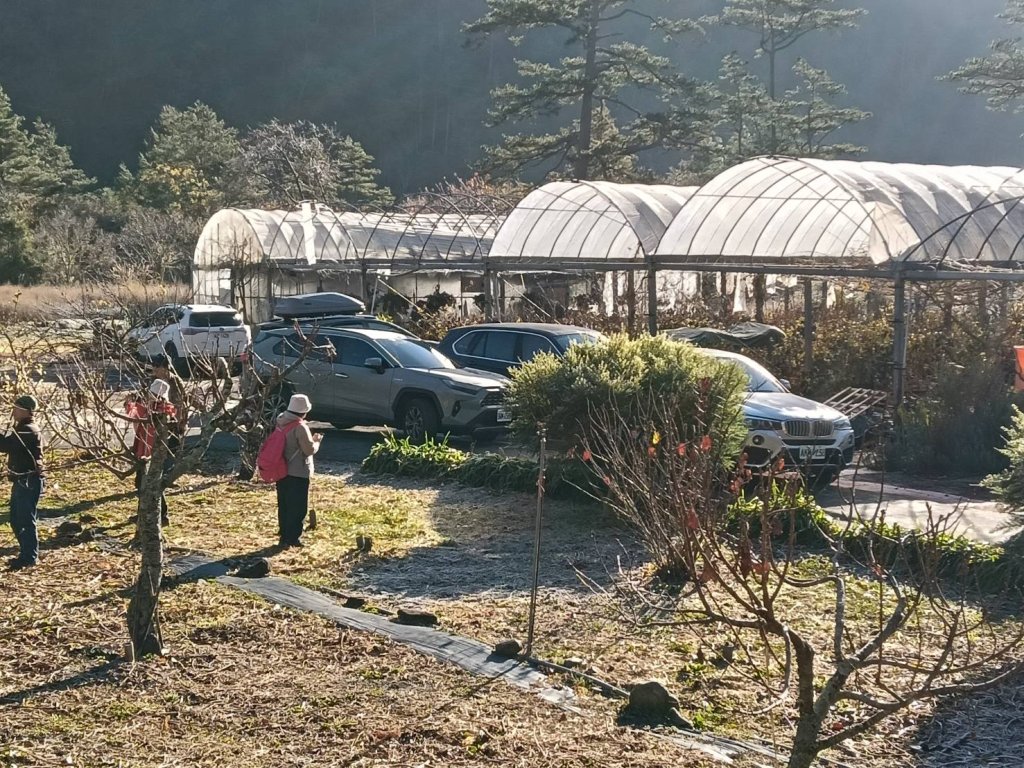 冷到像走進冰宮!武陵農場零下1.2度 藤花園結冰變身水晶世界