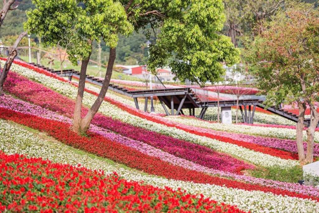 ▲被譽為「臺版富良野」的三層崎公園,順應坡地地形呈現層次花海,結合薰衣草、石竹等花卉勾勒大冠鷲圖騰,展現彩色三層崎的春日花海風景。