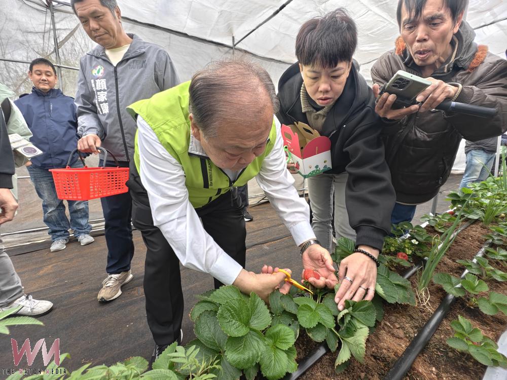 廢耕農地活化有成 澎湖青農逐夢造園  東衛「秧米草莓園」熱鬧開幕 - https://www.watchmedia01.com