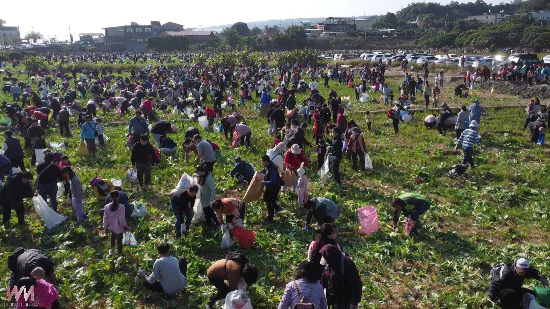 （有影片）／芬園拔蘿蔔秒殺 　5千人湧入20分鐘拔光5萬根「好彩頭」 - https://www.watchmedia01.com