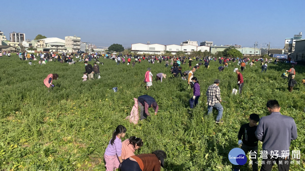 夏田社區拔蘿蔔活動吸引千人同樂。