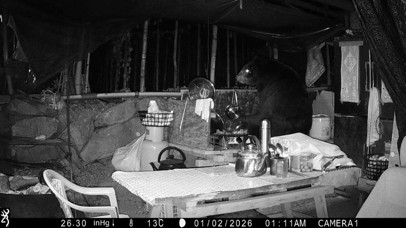 阿里山工寮黑熊四度光臨 嘉義分署攜手達邦部落合作驅熊