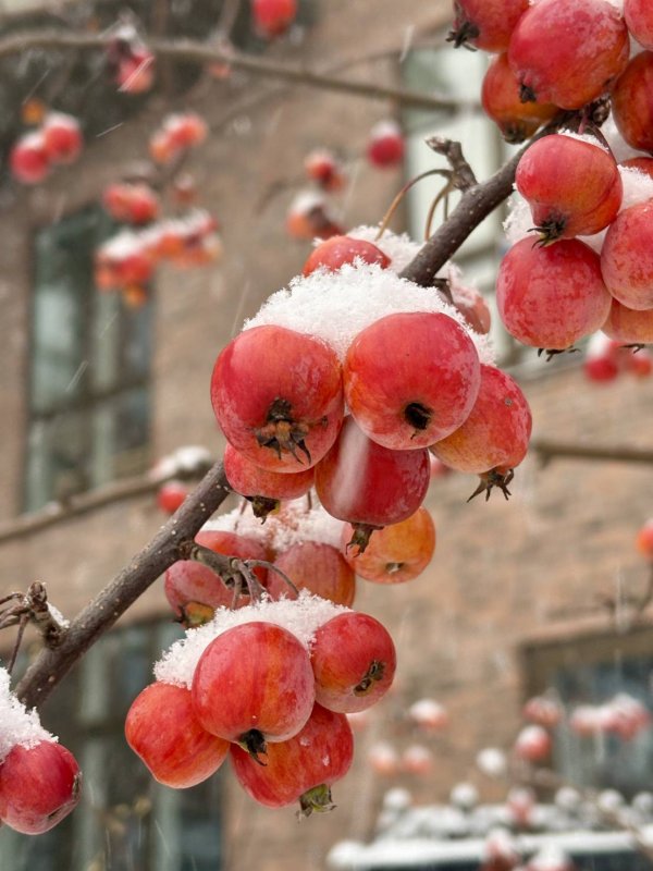 北國冬天 紅果子白雪景色極美
