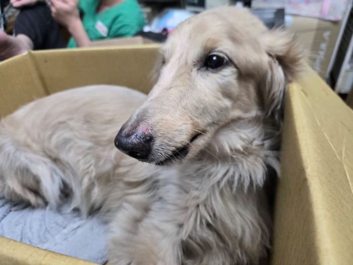 犬隻墜樓重傷未照護又棄養 飼主重罰12萬終身不得飼養犬貓 32 《圖說》臘腸犬經過治療後,情緒較為穩定。〈動保處提供〉