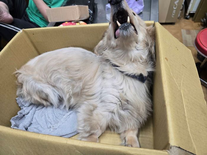 犬隻墜樓重傷未照護又棄養 飼主重罰12萬終身不得飼養犬貓 33 《圖說》臘腸犬因為疼痛而哀嚎。〈動保處提供〉