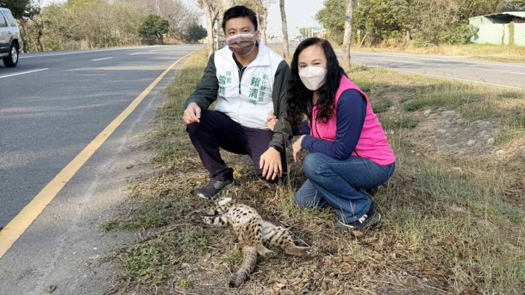 ▲彰化縣和美鎮美港公路今日上午發生石虎路殺悲劇，一隻保育類石虎被發現倒臥路邊、氣絕多時，縣議員賴清美接獲民眾通報，隨即前往現場了解。（圖／彰化縣議員賴清美提供）