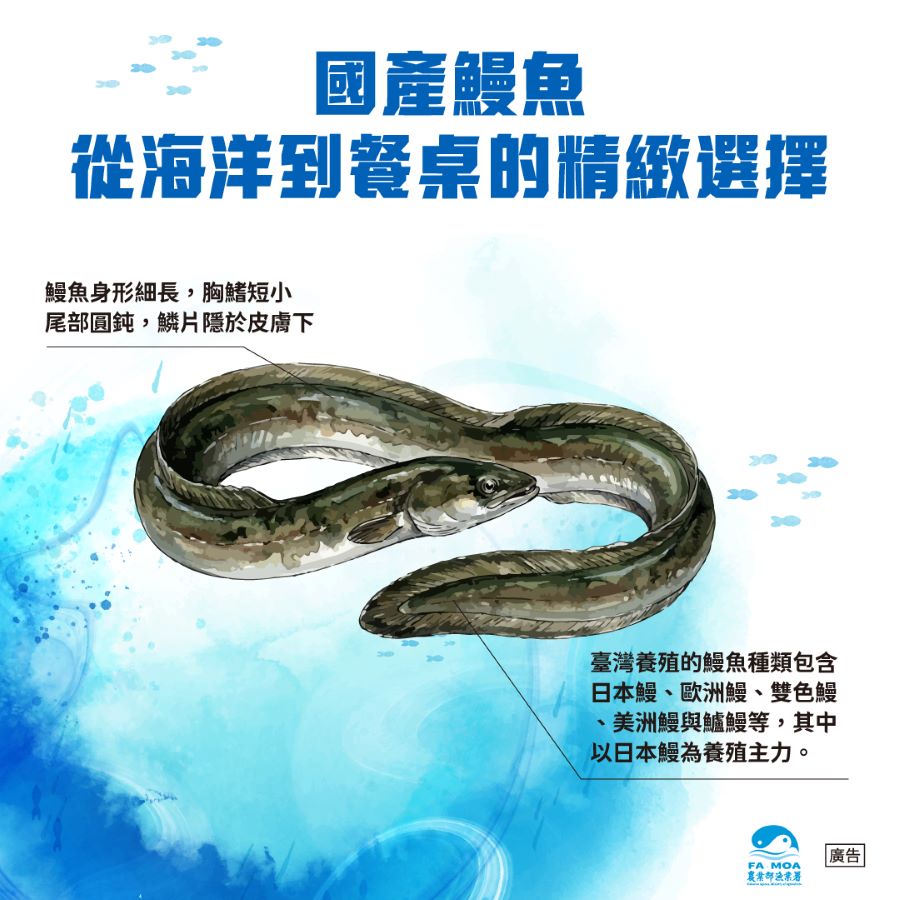 鰻魚含有豐富的蛋白質、維生素A、B、C、E群及礦物質,更富含不飽和脂肪酸DHA與EPA,是優質海味蛋白及營養素之來源。(圖/農業部漁業署)