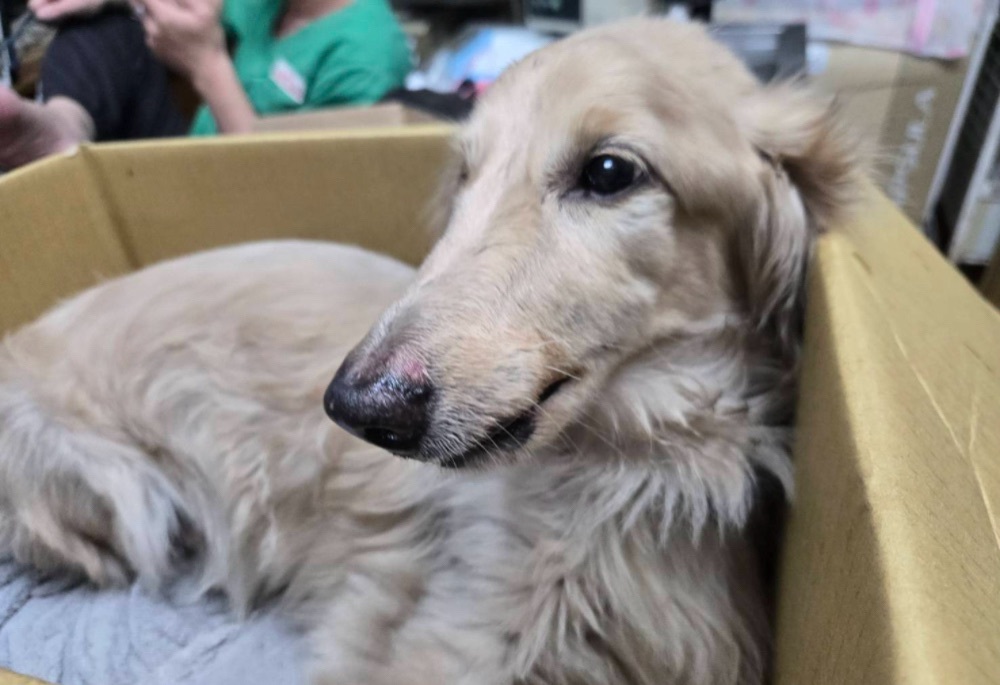 臘腸犬墜落重傷痛苦哀嚎 新北動保處重罰飼主12萬8千元 237 248260105a04