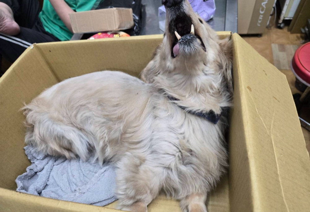 臘腸犬墜落重傷痛苦哀嚎 新北動保處重罰飼主12萬8千元 238 248260105a03