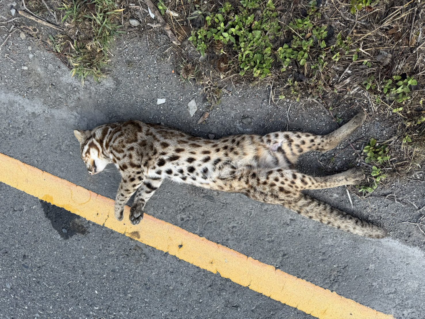 哎呀!石虎和美公路被撞死 驚見雙眼爆裂 - https://www.watchmedia01.com