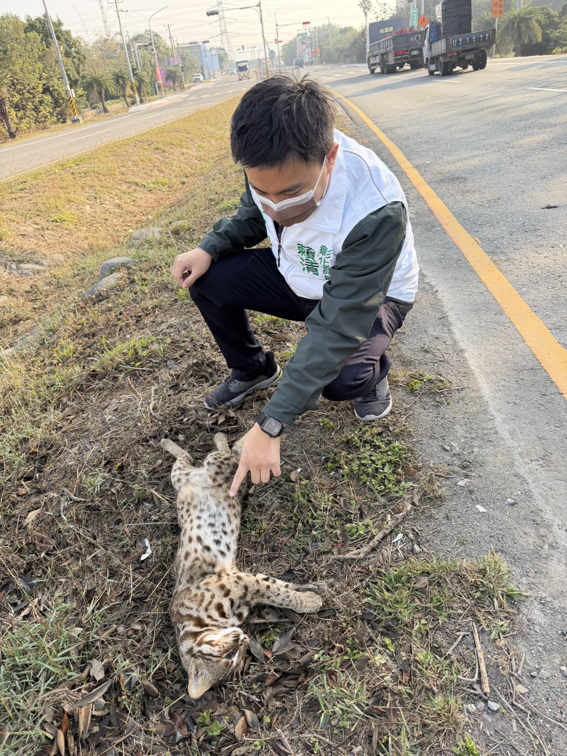哎呀!石虎和美公路被撞死 驚見雙眼爆裂 - https://www.watchmedia01.com