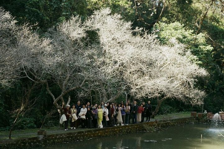 華陶窯梅花搶先開,遊客搶拍梅花勝景。 圖:苗栗華陶窯/提供