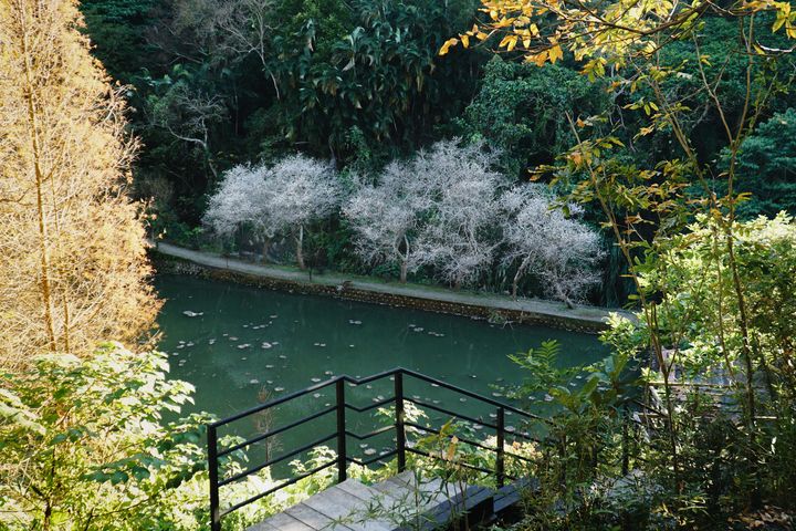 梅花搶先開!苗栗華陶窯覓梅、賞陶、梅花樹下品茶香