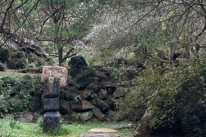 梅花搶先開!苗栗華陶窯覓梅、賞陶、梅花樹下品茶香