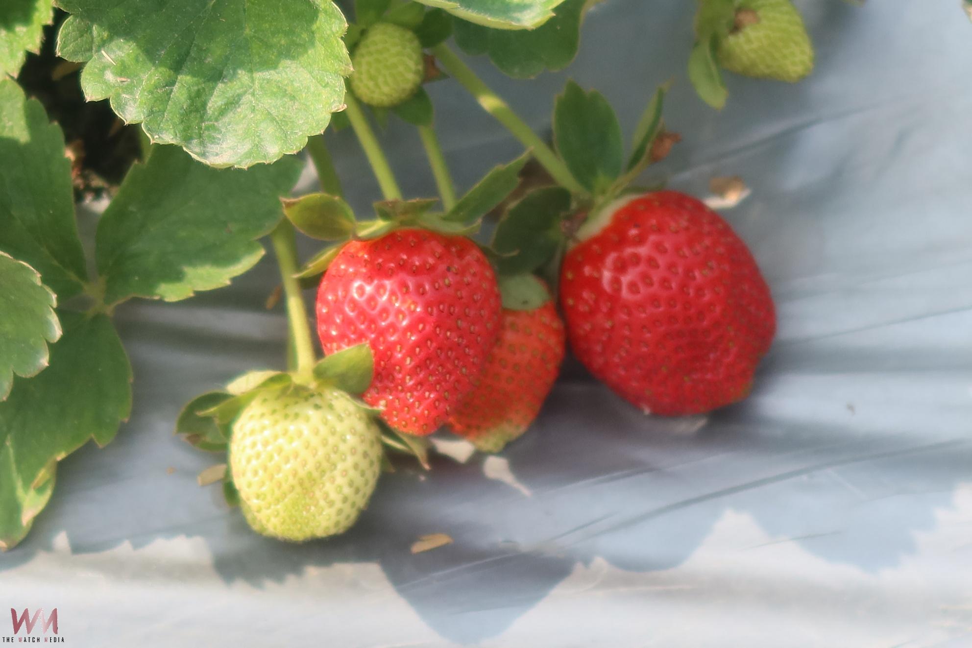 （有影片）／為孩子種的草莓園！永靖青農現採草莓甜到心坎裡