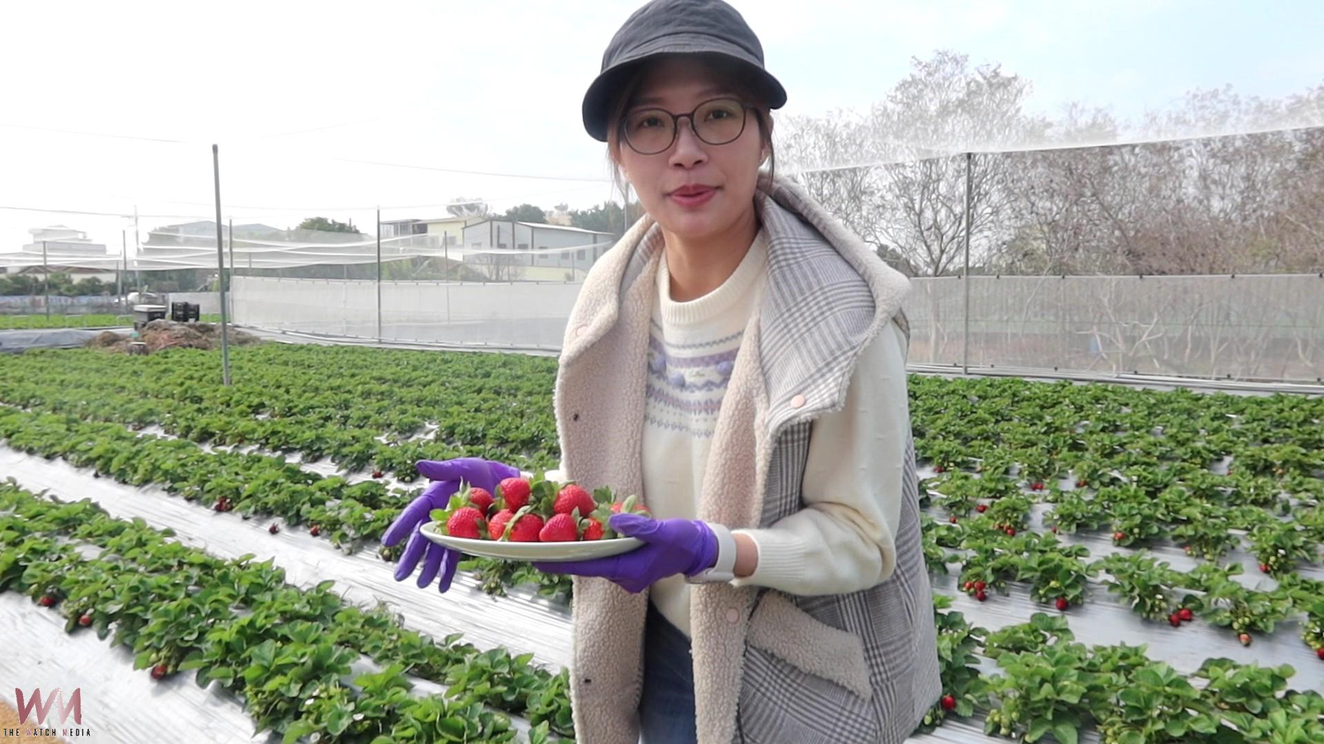 （有影片）／為孩子種的草莓園！永靖青農現採草莓甜到心坎裡 - https://www.watchmedia01.com
