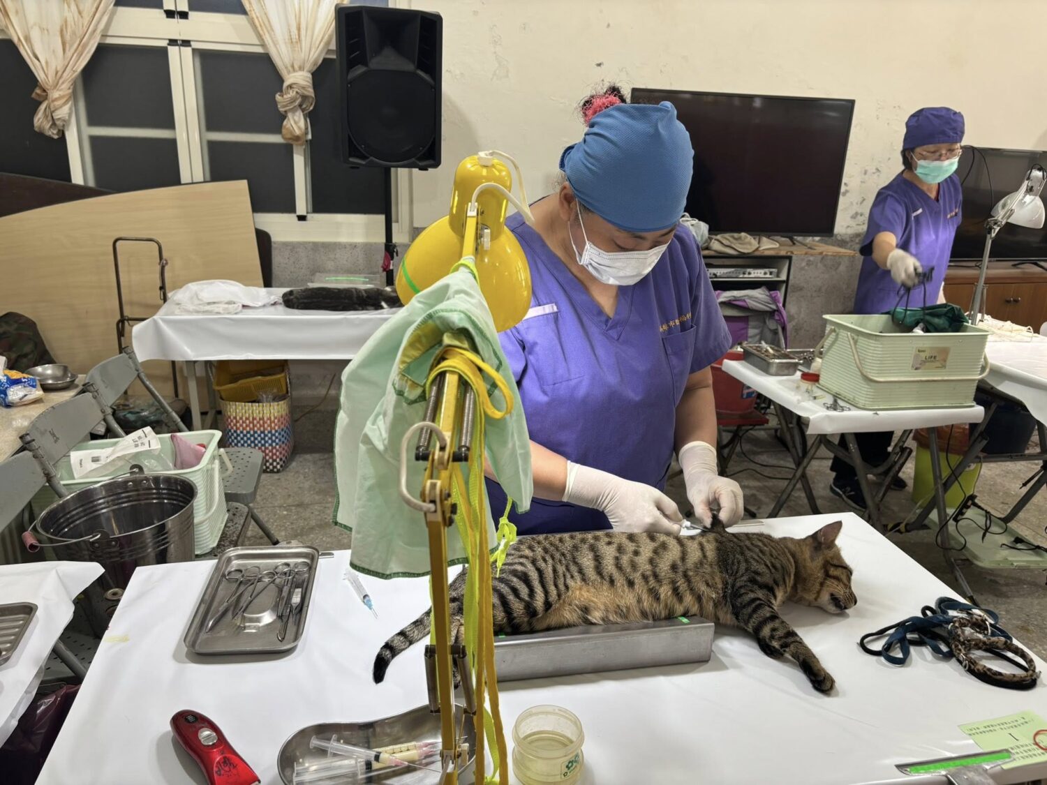 萌寵當道! 高雄市家犬貓絕育補助創近3年新高