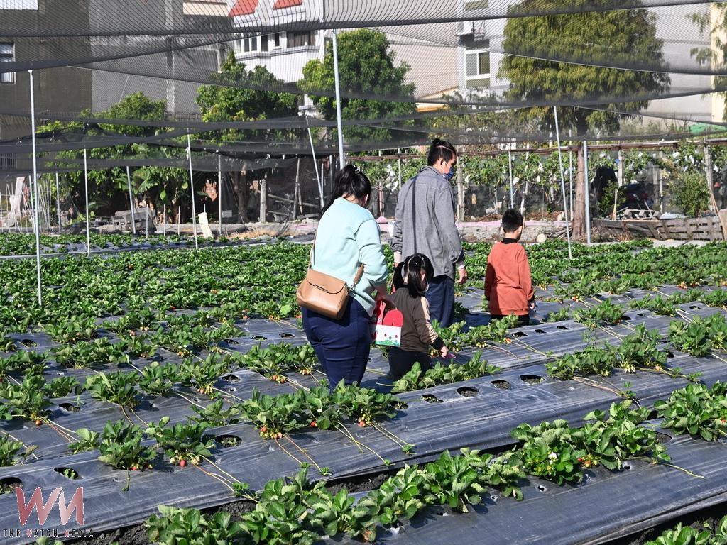 不被看好的夢想開花結果　陶子姐姐黃璿芸草莓園迎來第三季 - https://www.watchmedia01.com