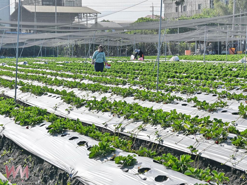 不被看好的夢想開花結果　陶子姐姐黃璿芸草莓園迎來第三季 - https://www.watchmedia01.com
