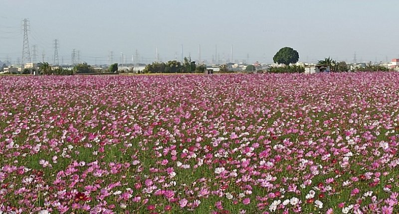台中推動冬季景觀綠肥　打造海線鐵道花田風光