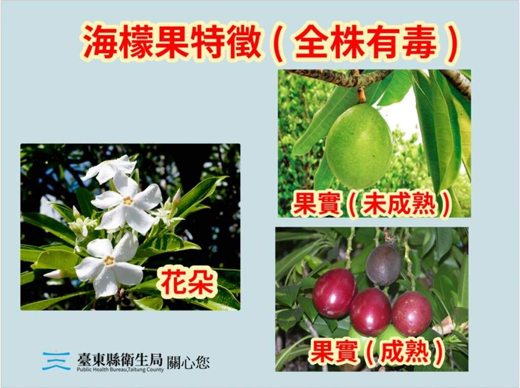 ▲「海檬果」外形與芒果、百香果相似,果實成熟時呈現鮮紅色,植株具觀賞價值;果實及種子含致命強心配糖體 (cardiac glycoside)為劇毒。