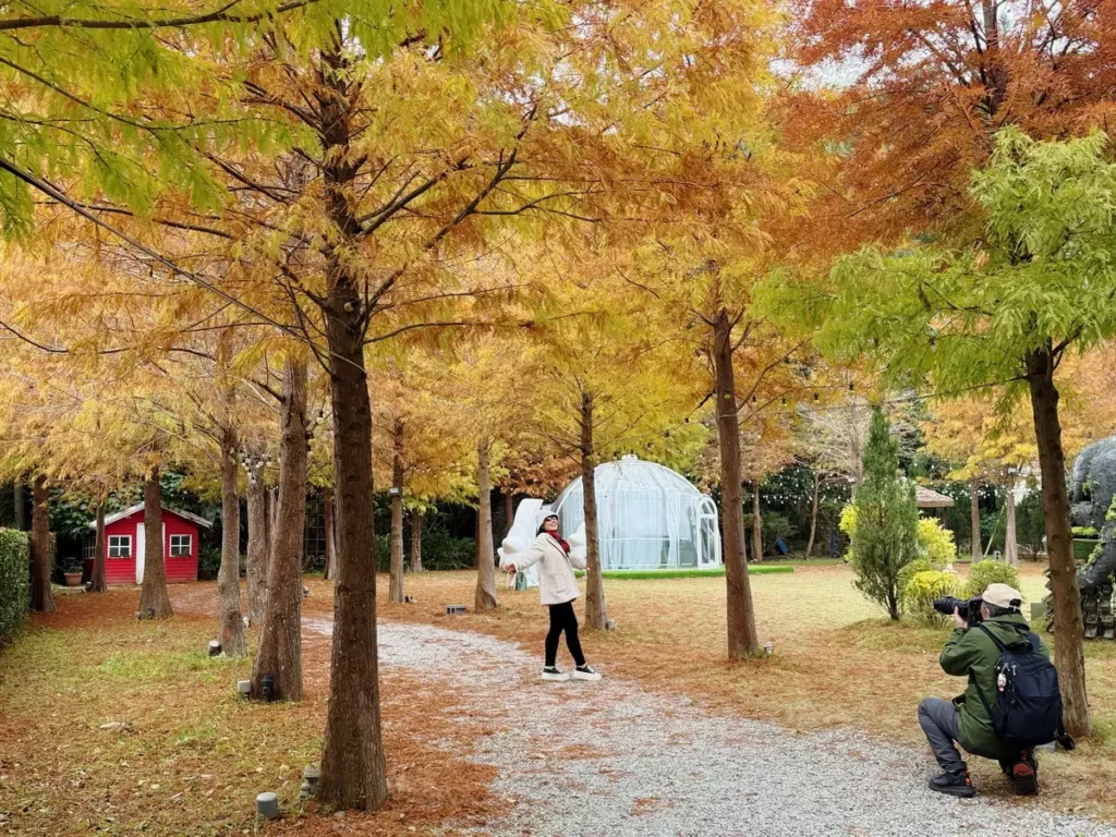 白雪花季來臨 7千坪落羽松森林免費入園再送500元餐券