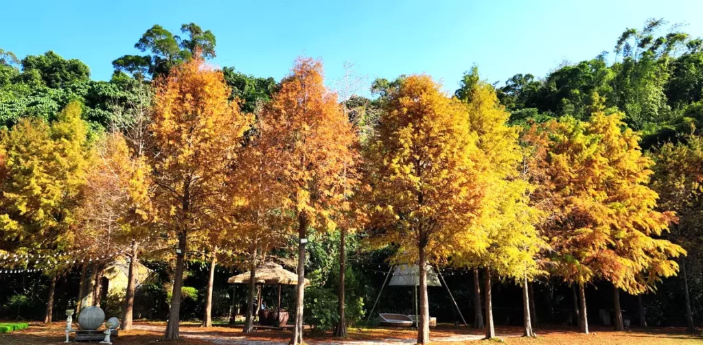 白雪花季來臨 7千坪落羽松森林免費入園再送500元餐券