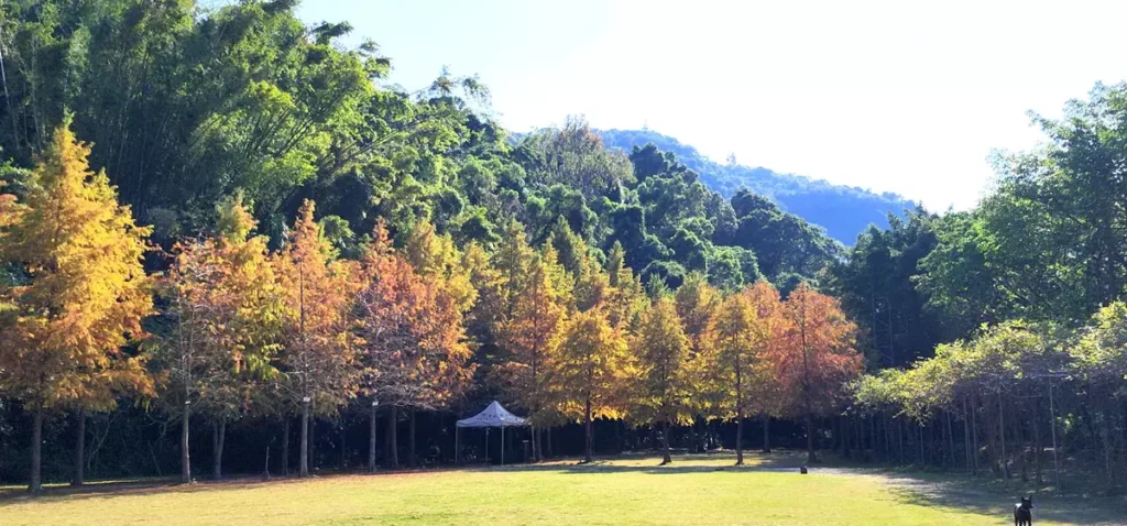 白雪花季來臨 7千坪落羽松森林免費入園再送500元餐券