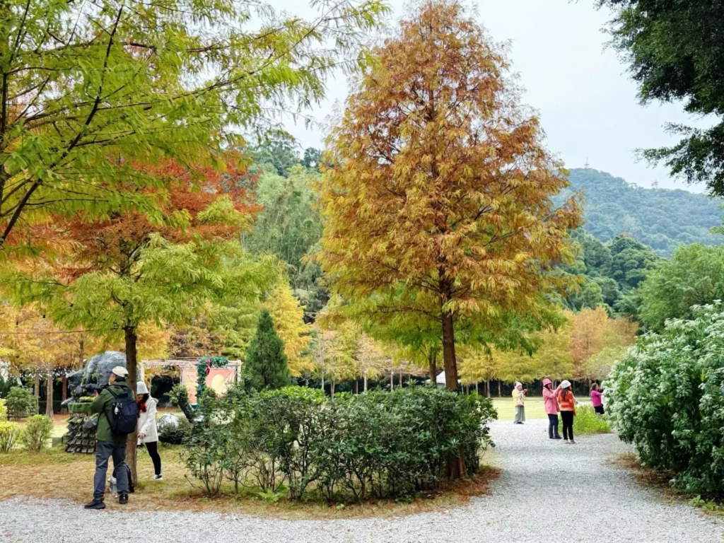 白雪花季來臨 7千坪落羽松森林免費入園再送500元餐券