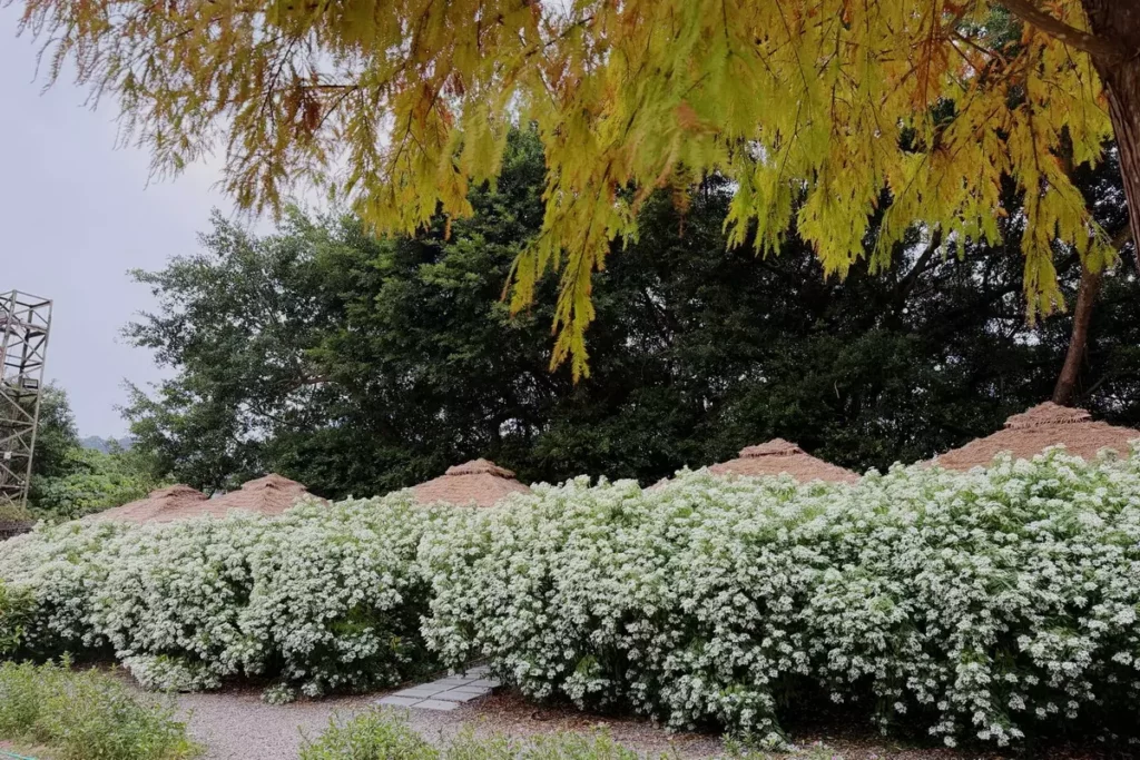 白雪花季來臨 7千坪落羽松森林免費入園再送500元餐券