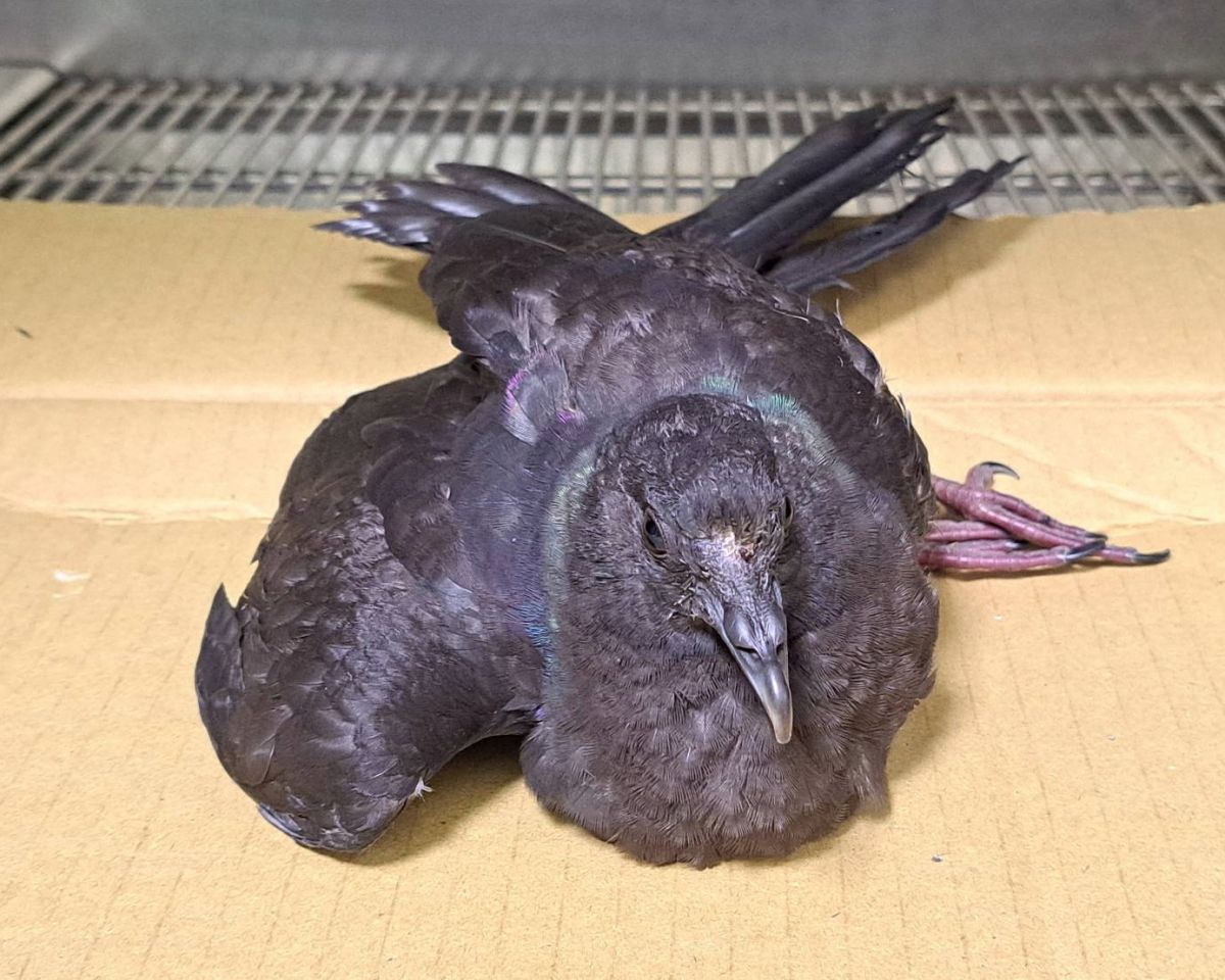 圖/黑林鴿因撞擊致前額受傷無法站立。(新北市政府動保處提供)