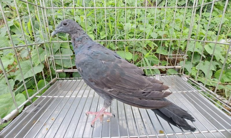 誤認烏鴉實為罕見迷鳥 黑林鴿歷經新北動保處救治重返天空