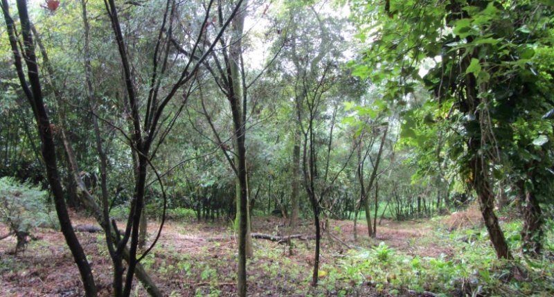 新北推獎勵造林 為地球種下一棵樹 打造永續與多樣性棲地