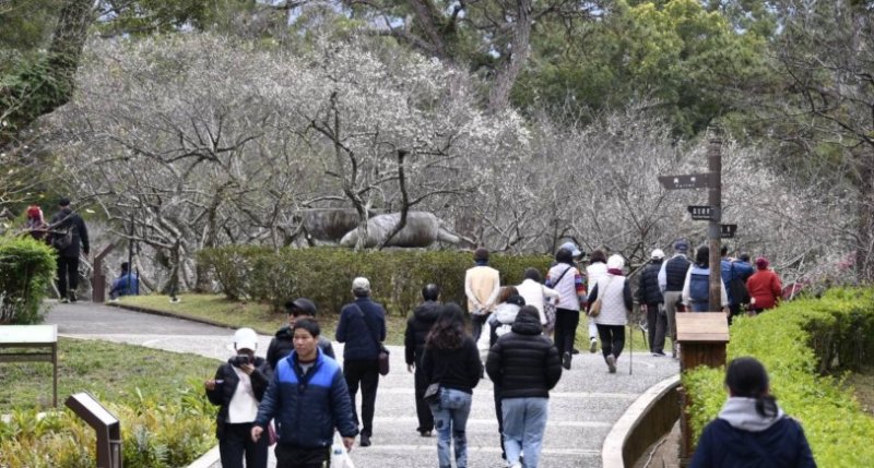 2026角板山行館梅花季，邀您漫步行館賞梅去!