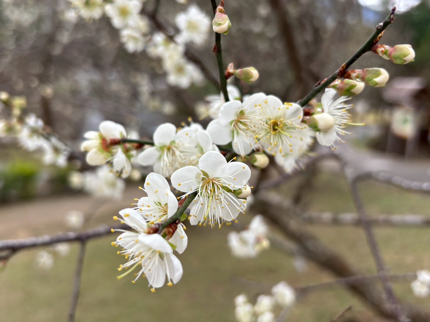 桃園角板山行館梅花季1/17起登場 限量贈送I-DLE舒華桌曆、梅子康普茶 S 23732234 0