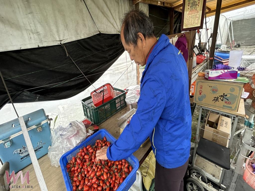 轉行不轉志種出甜美小番茄 大村鄉賴信平打造安全無毒「平哥蔬果園」 - https://www.watchmedia01.com