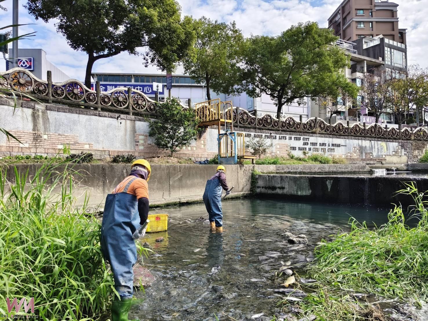 竹北豆子埔溪魚群因枯水低溫暴斃 竹縣府緊急補水開3水井全日挹注 - https://www.watchmedia01.com