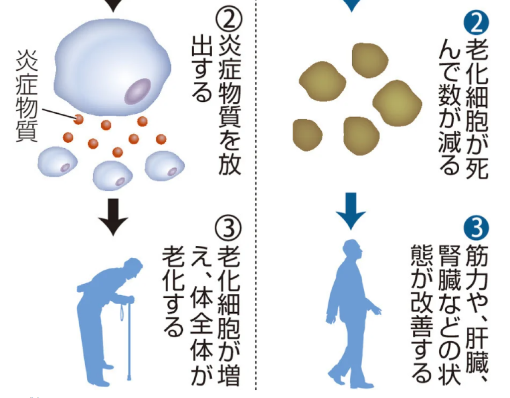 人類將常保年輕?日本發現「老化細胞清除藥物」 老鼠實驗肌力與內臟獲改善