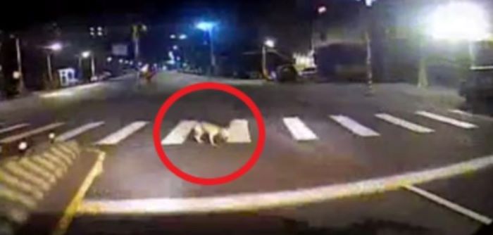 深夜輾斃遊蕩犬隻 肇事公車司機逃逸送辦 31 《圖說》行車紀錄。〈動保提供〉