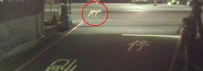 深夜輾斃遊蕩犬隻 肇事公車司機逃逸送辦 32 《圖說》遊蕩犬穿越馬路。〈動保提供〉