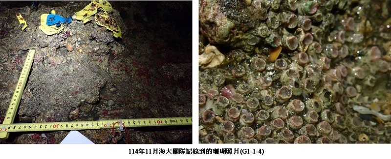 回應環團質疑 中油強調大潭藻礁生態仍持續存續