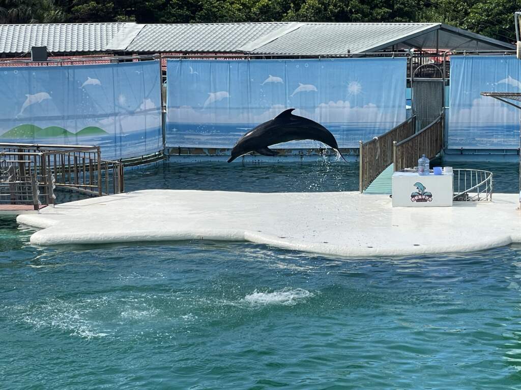 ▲台灣目前的鯨豚圈養環境遠不及其在自然海洋中的生活需求,公民提案呼籲建立海洋庇護所。(圖/PETA提供)