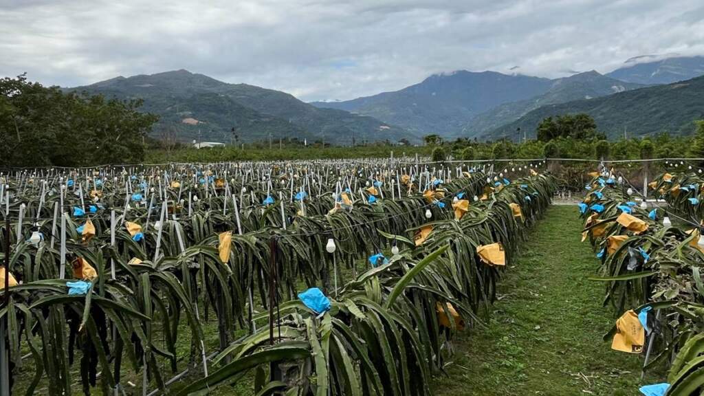 ▲臺東縣全國首例通過縣有地放領審議，落實遲來土地正義。