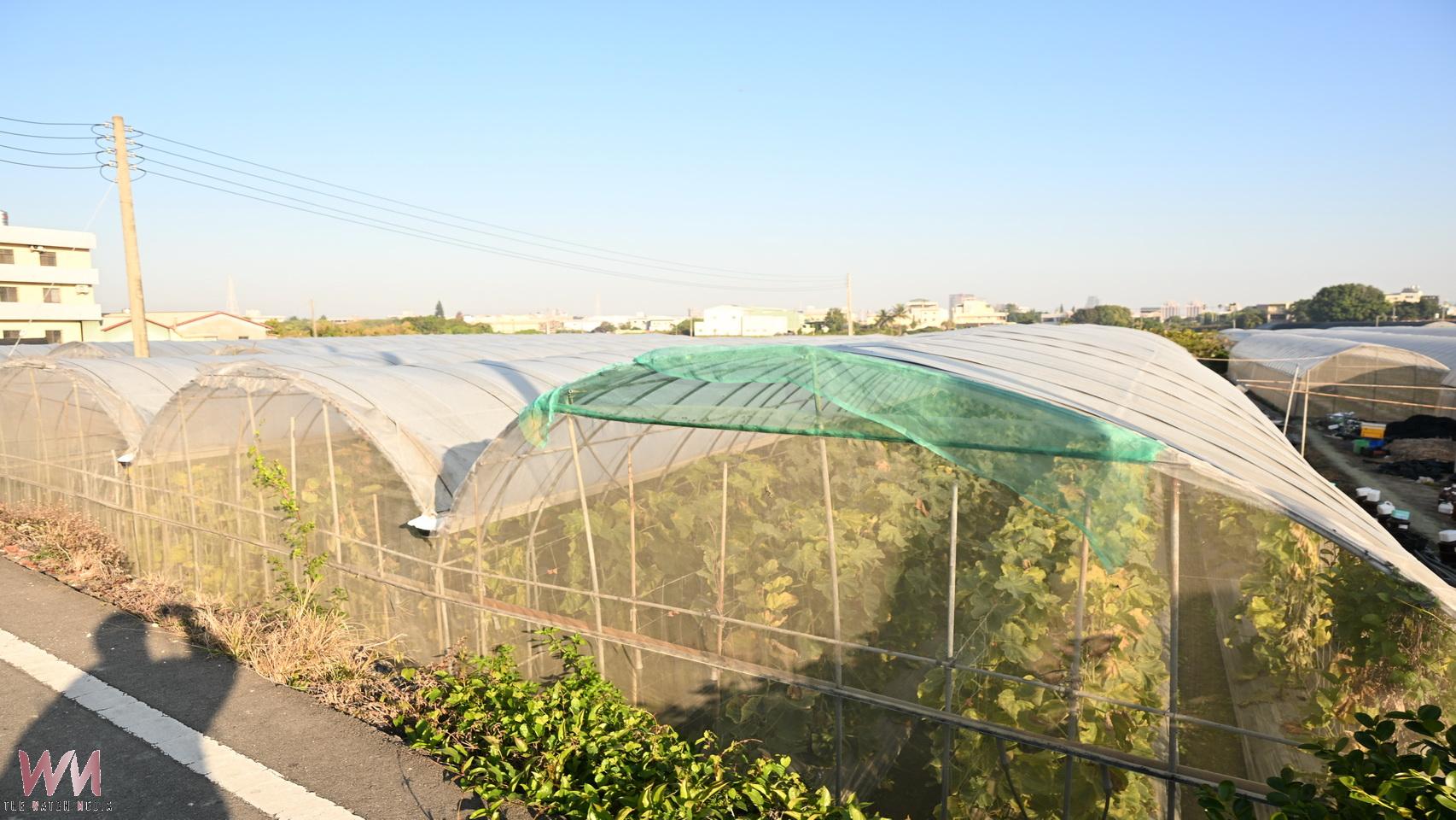 不輸日本空運　永靖鄉詹閔帆現摘頂級阿露斯哈密瓜搶市 - https://www.watchmedia01.com