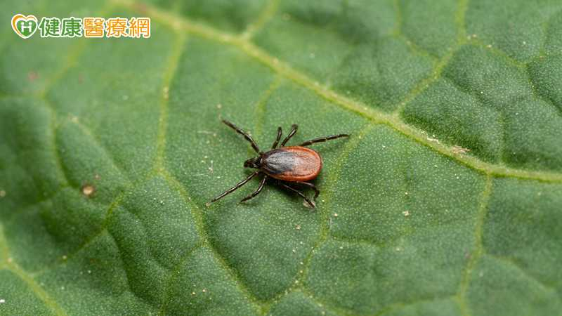 出國旅遊注意!日本蜱蟲病通報創歷年新高 疾管署揭台現況