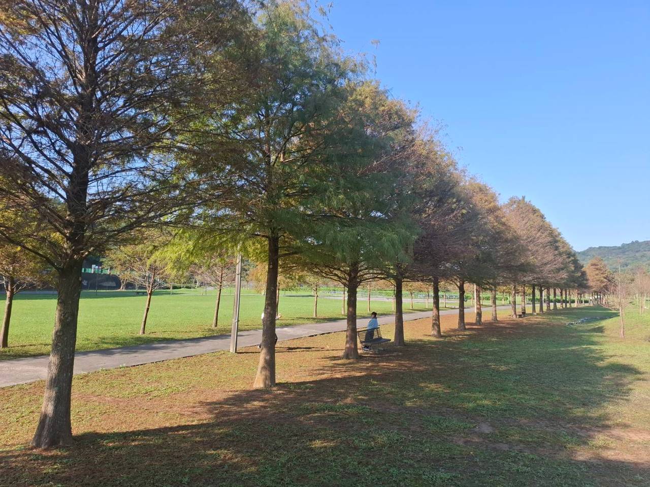 落羽松控必衝! 貢寮環保公園秋冬景色美翻整個海線
