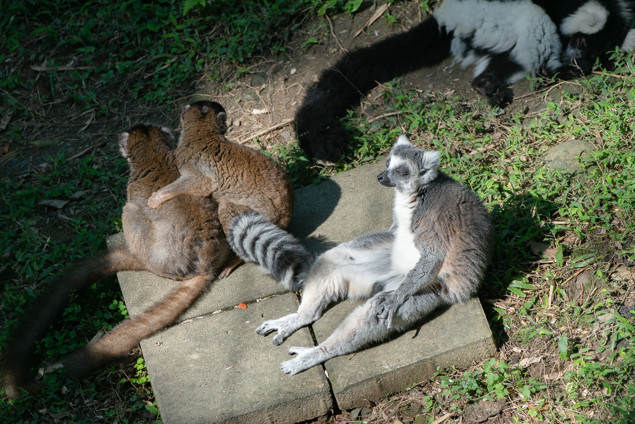 狐猴把握好天氣享受日光浴 慵懶躺平超CHILL 16257 0