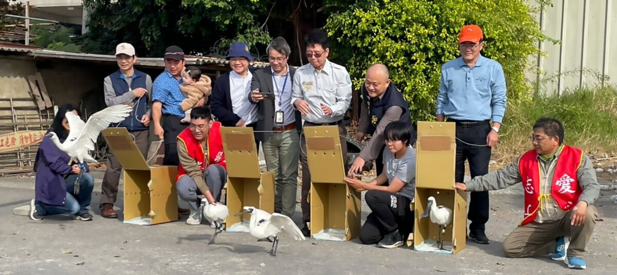 ▲七股區傷癒4隻黑琵今(16)日野放,為利後續追蹤,4隻黑面琵鷺分別繫上腳環,編號為W31~34。